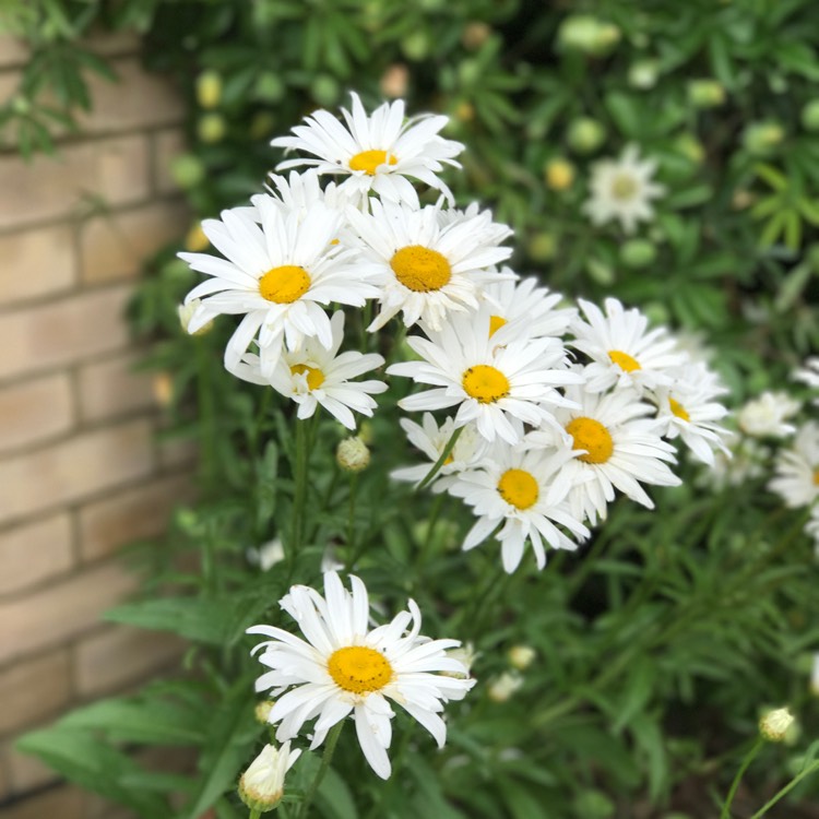 Plant image Leucanthemum x superbum 'Snow Lady'