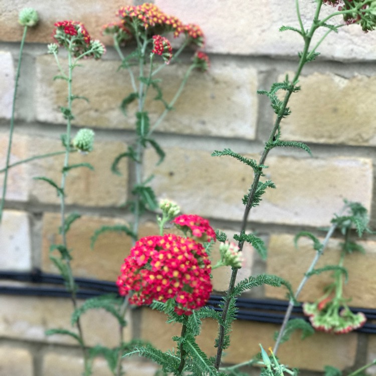 Plant image Achillea MIllefolium 'Fanal' (formerly Achillea Millefolium 'The Beacon')