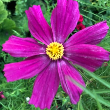 Cosmea 'Sonata Pink Blush'