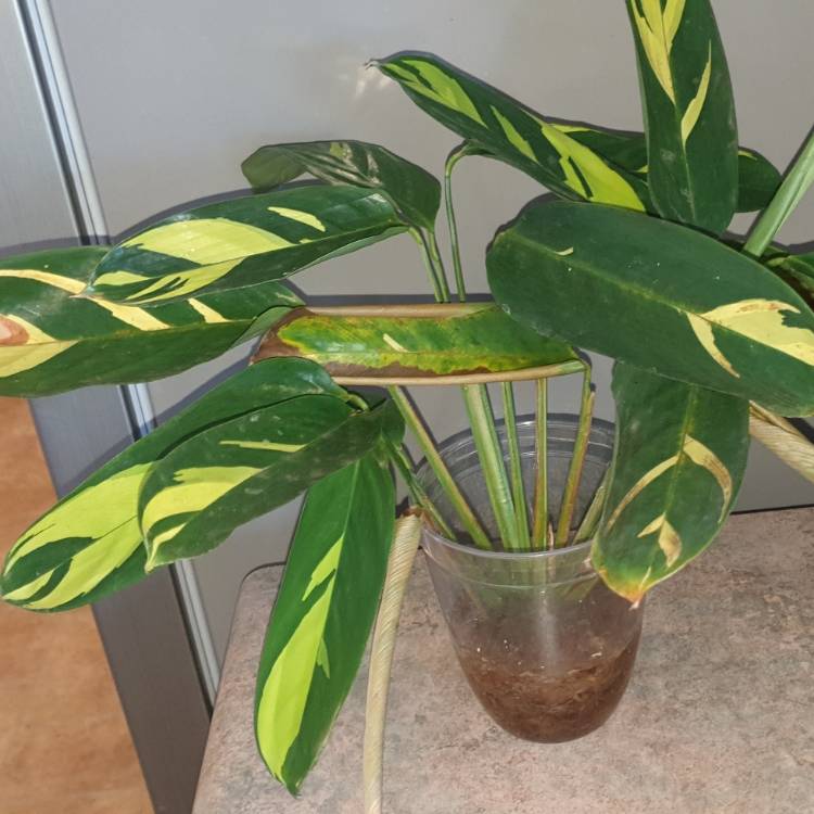 Plant image Ctenanthe lubbersiana 'Brazilian Snow'