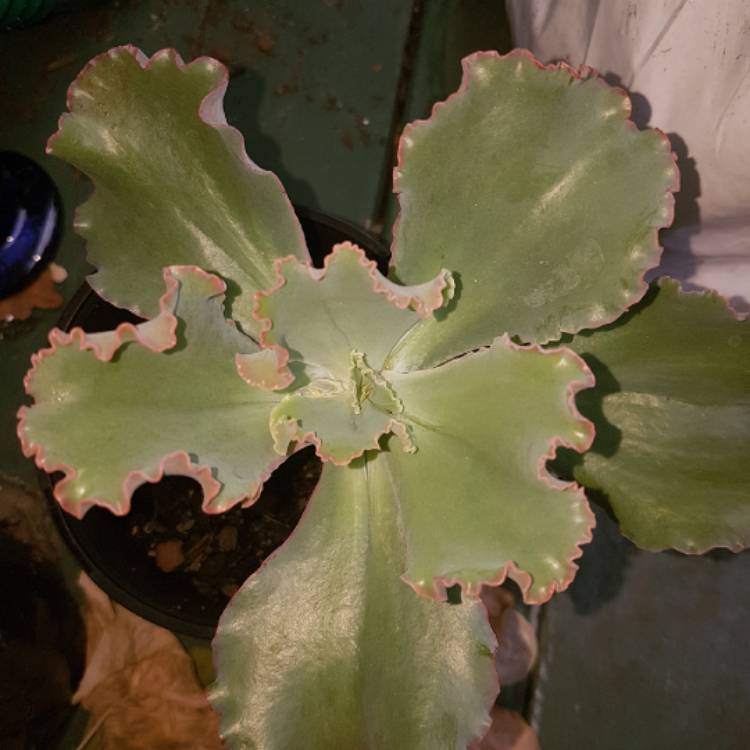 plant image 647637