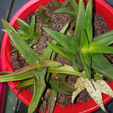 x Alworthia 'Black Gem'