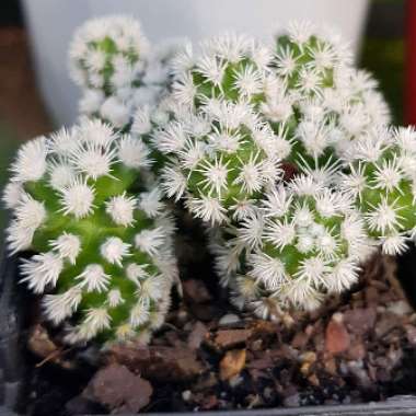 Mammillaria Vetula ssp. Gracillis