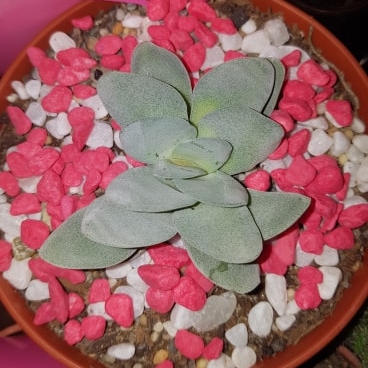 plant image 708516