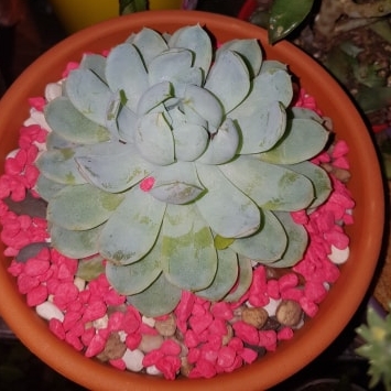 plant image 708525 plant image 708525