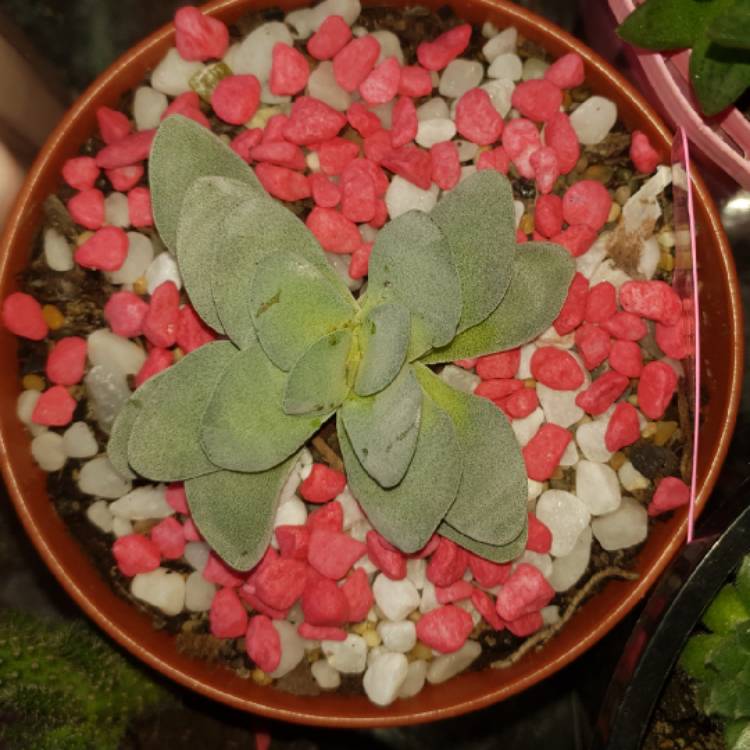 plant image 783320