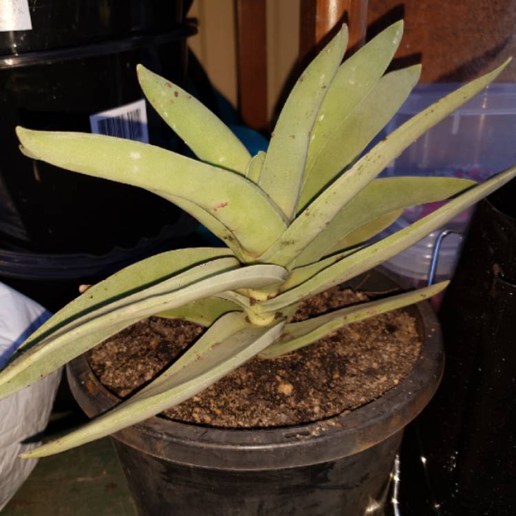 plant image 783327