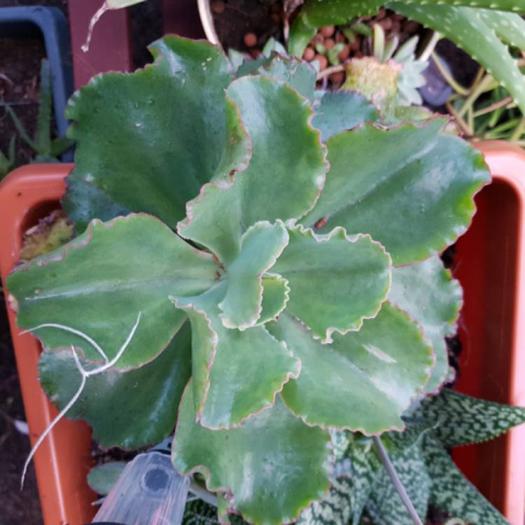 plant image 832380