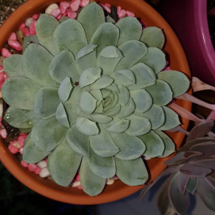 plant image 832382 plant image 832382