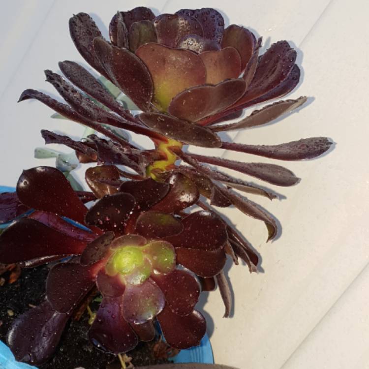 plant image 832394 plant image 832394