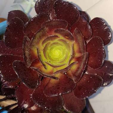 Aeonium Arboreum Atropurpureum