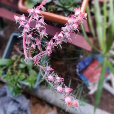 Echeveria Meridian