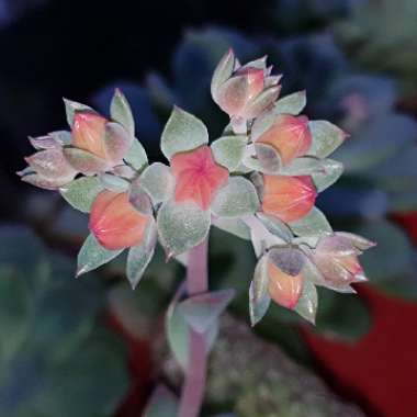 xGraptoveria Titubans