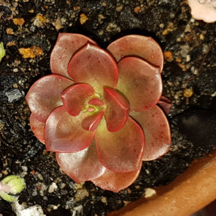 plant image 852718