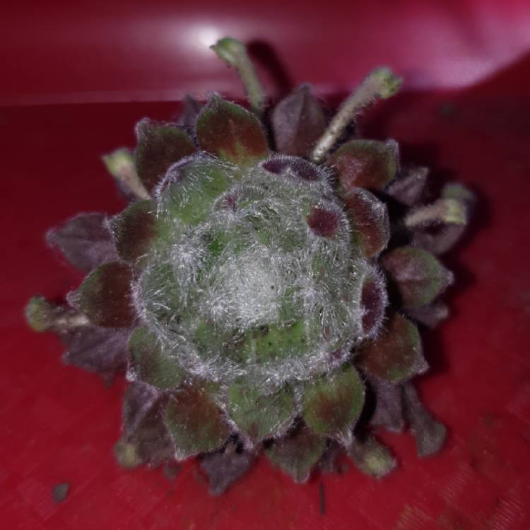 Plant image Sempervivum Ashes of Roses