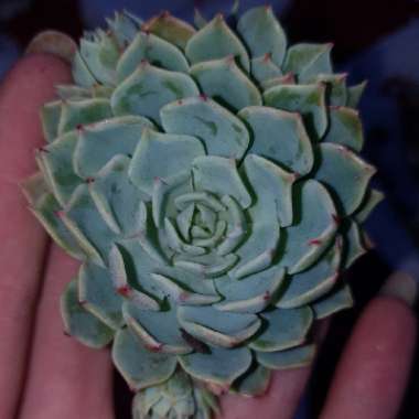 Echeveria Secunda