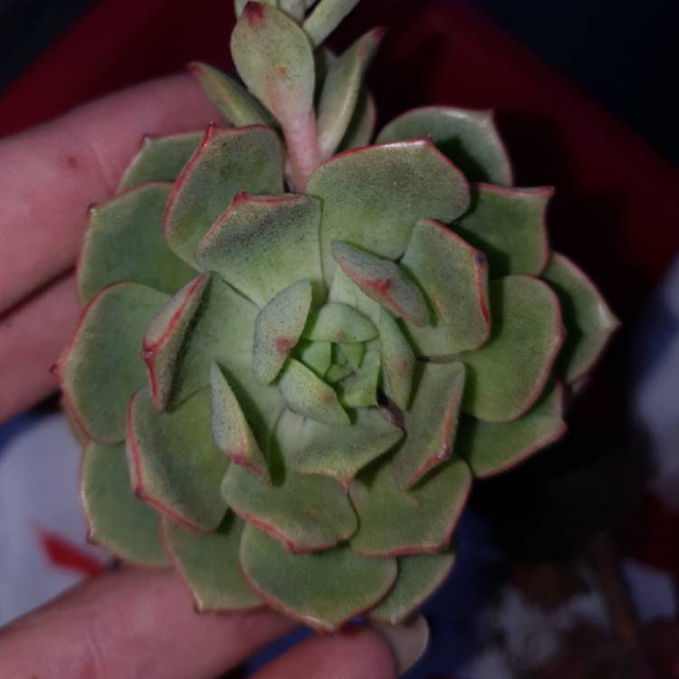 plant image 852737