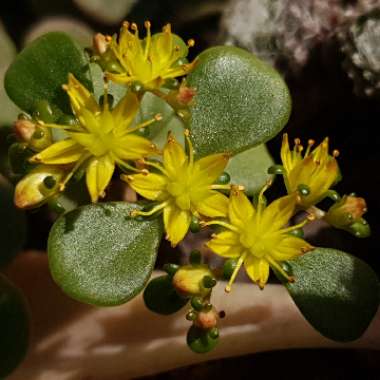 Sedum Makinoi 'Tundra Tornado'