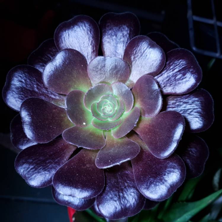 plant image 852784 plant image 852784