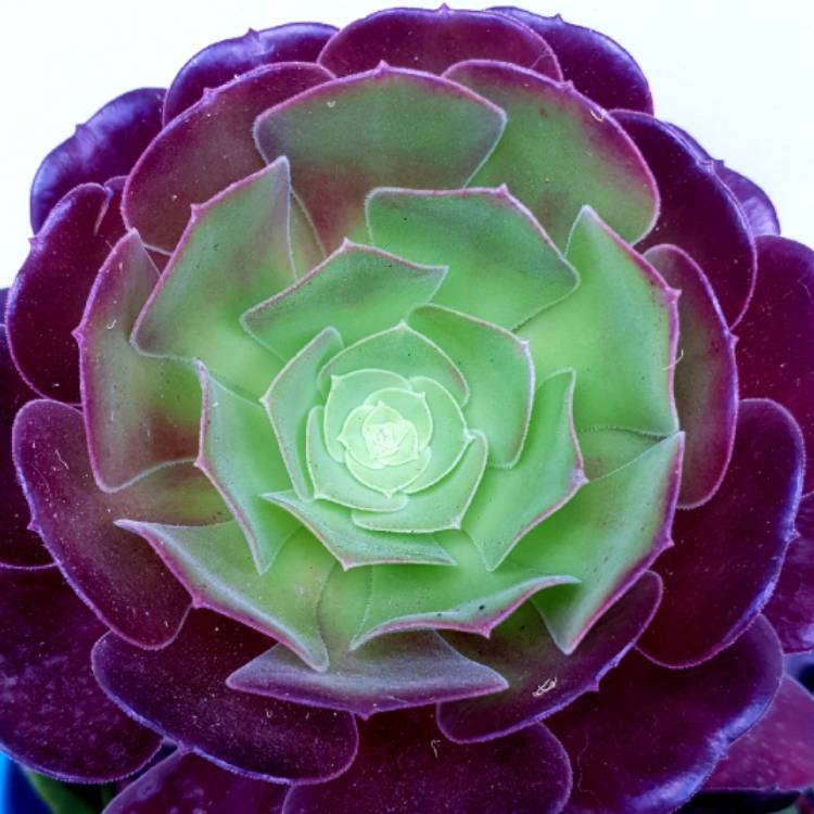 plant image 867093 plant image 867093