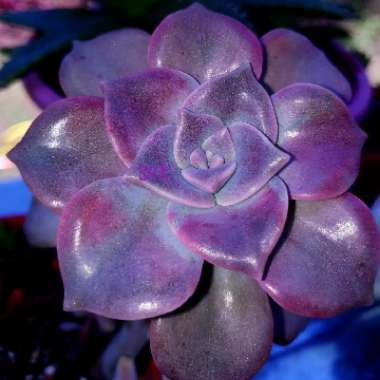 Graptopetalum Superbum