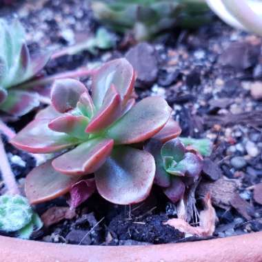Echeveria Melaco