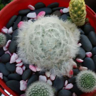 Mammillaria plumosa