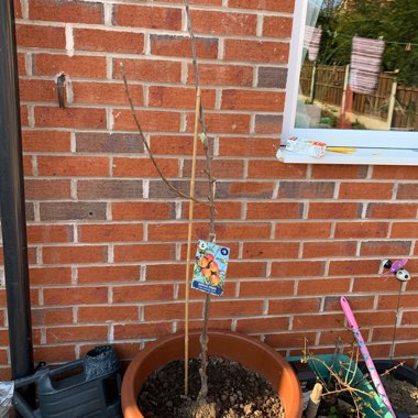 Apple 'Cox's Orange Pippin'
