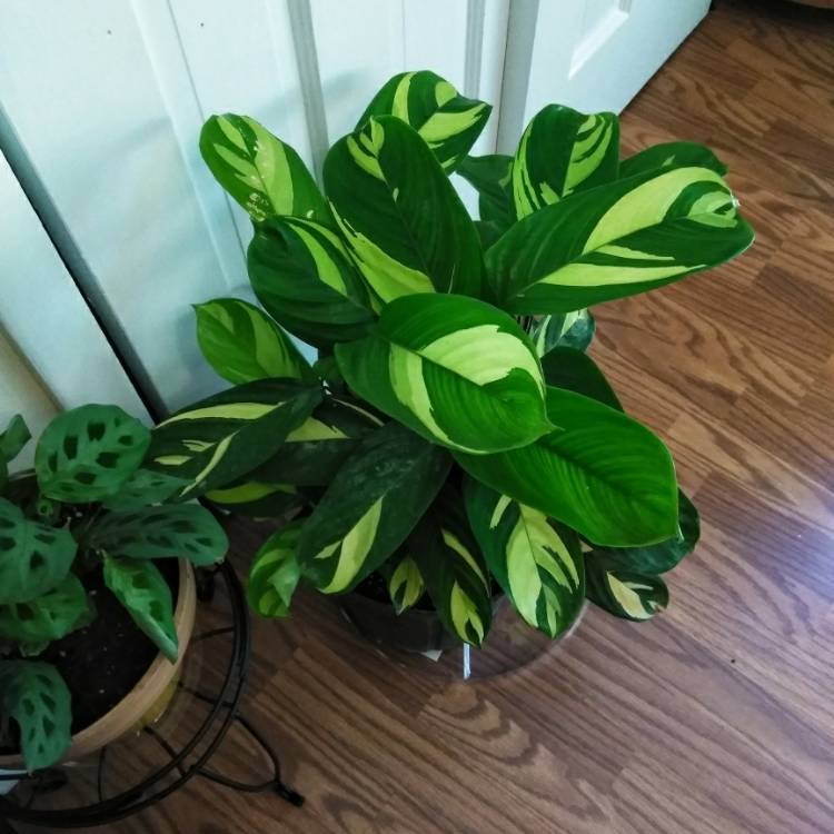 Plant image Ctenanthe lubbersiana 'Happy Dream'
