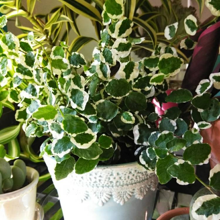 Plant image Ficus Pumila 'White Sunny'