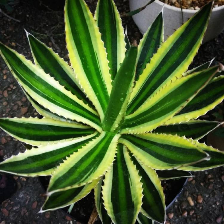 Plant image Agave lopthana 'Quadricolour'