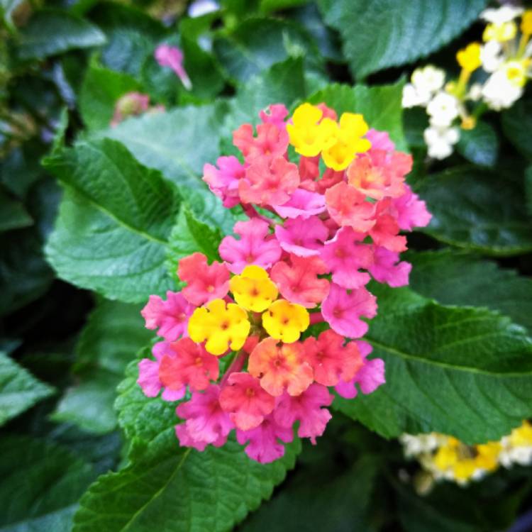 plant image 818107