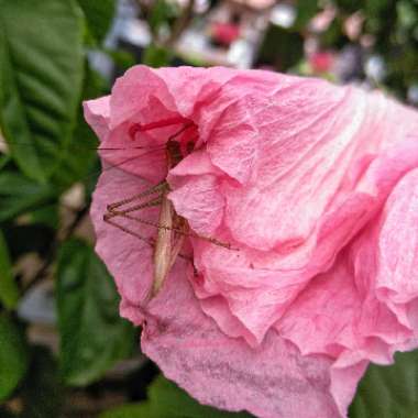 Nadia's garden