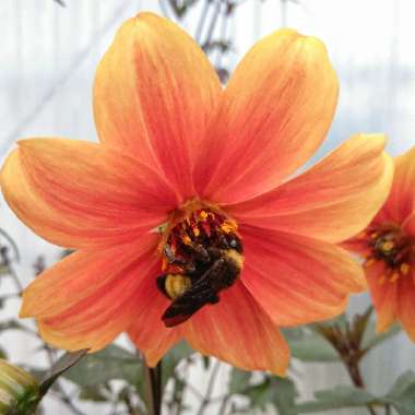 Nadia's garden