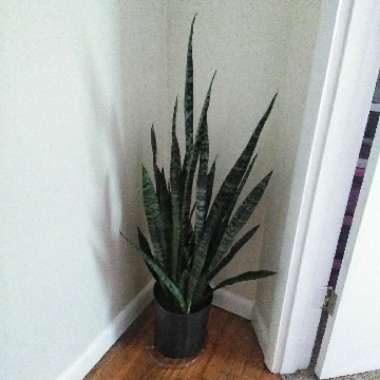 Snake Plant