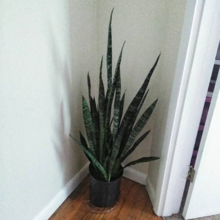 plant image 818112