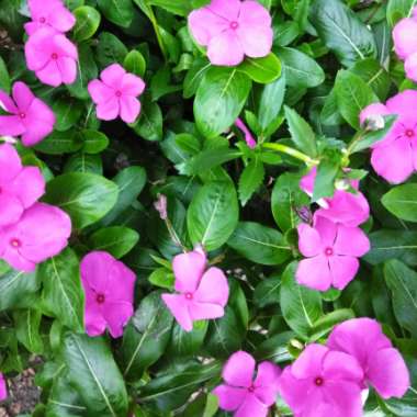Nadia's garden