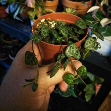 String Of Hearts