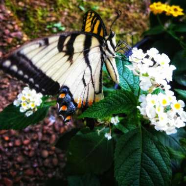 Nadia's garden