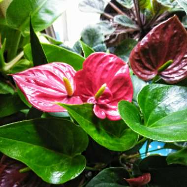 Flamingo Flower