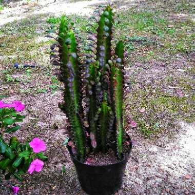 Cactus