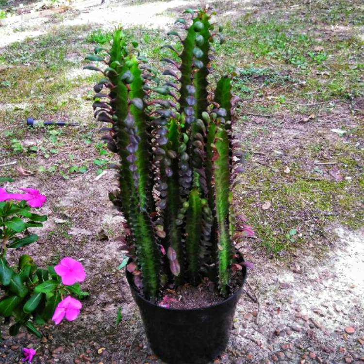 plant image 821543