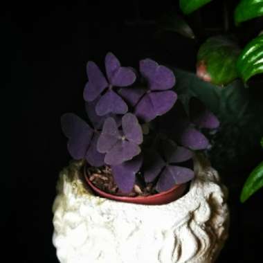 Oxalis