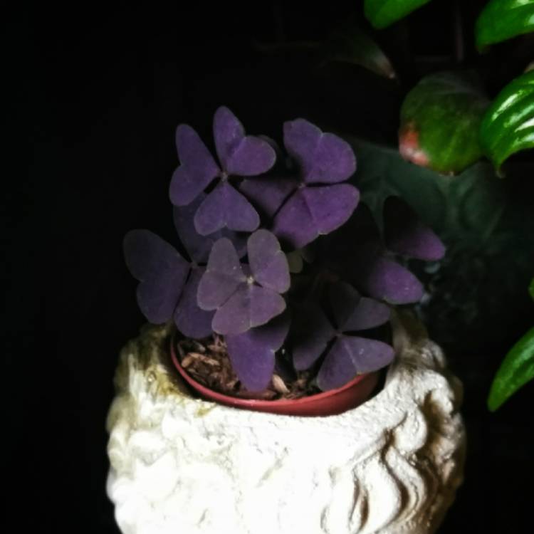 plant image 832948