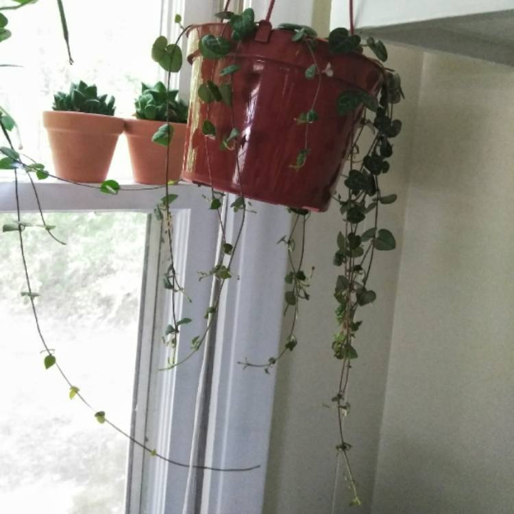 plant image 832949