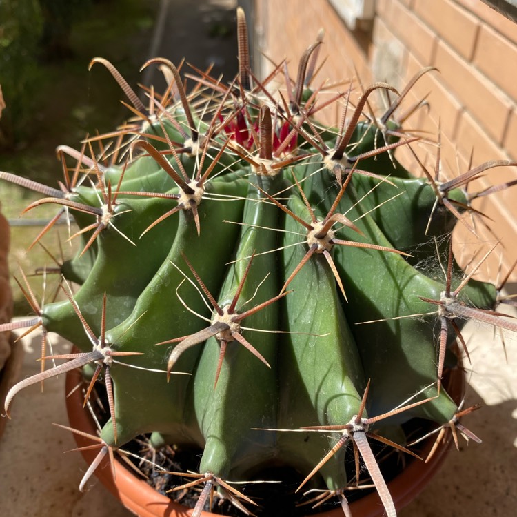 Plant image Ferocactus emoryi subsp. rectispinus syn. Echinocactus emoryi var. rectispinus