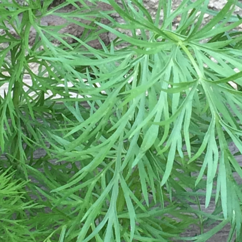 Plant image Carum carvi