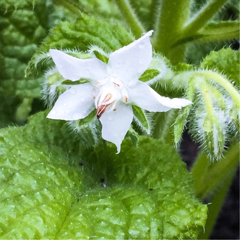 Plant image Borago officinalis var. 'Alba'