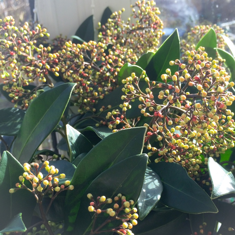 Plant image Skimmia japonica 'Attraction'