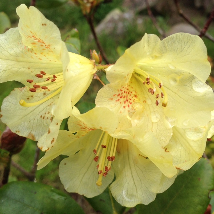 plant image 431472